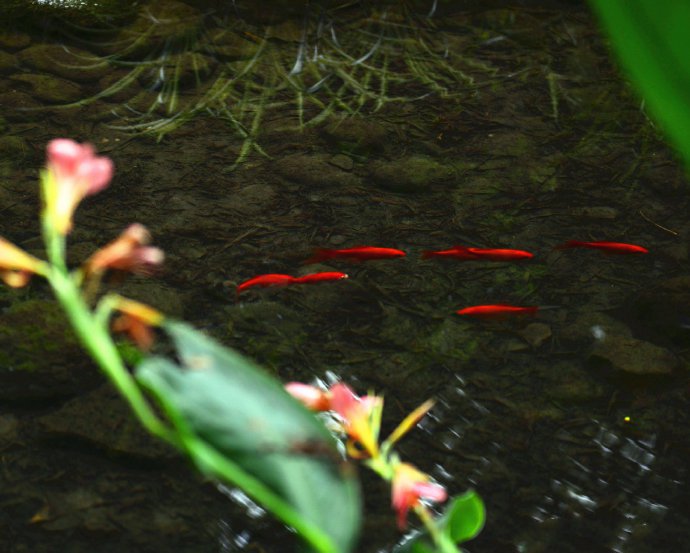 一組小溪游魚圖