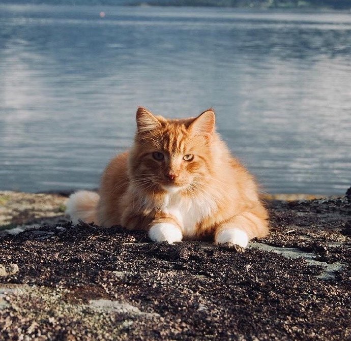 一只具有王者风范的猫猫