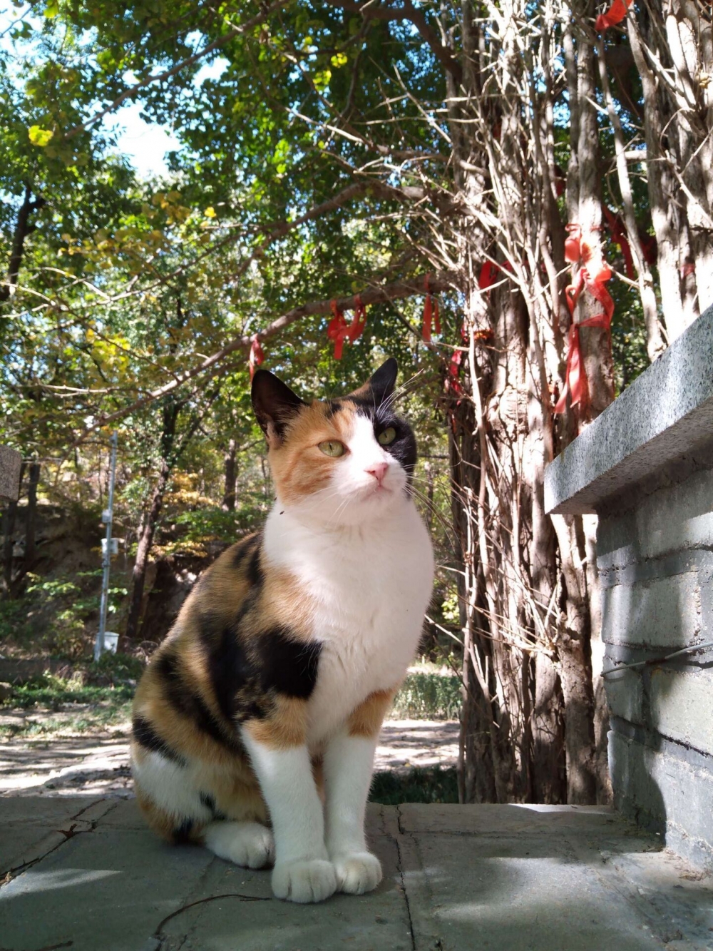 一组野外的花脸猫图片