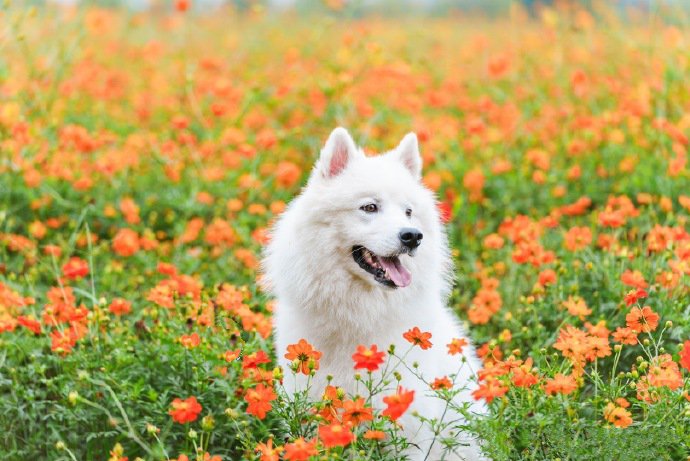 白色萨摩耶的浪漫花海写真