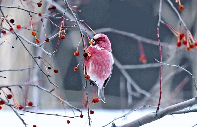 粉嫩嫩的雪地小鸟“北朱雀“图片