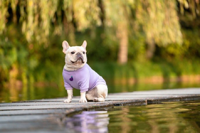 一组乖巧的斗牛犬外景写真图片