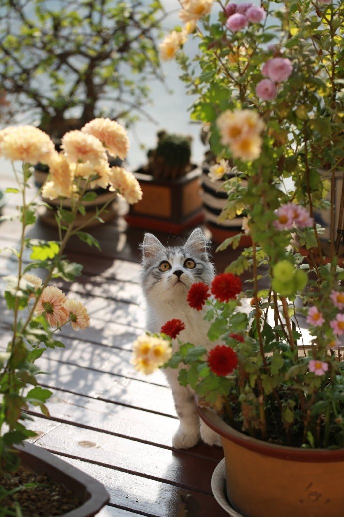 雏菊背景下的猫咪摄影图片