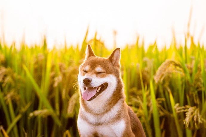 一组稻谷前拍摄的唯美狗狗
