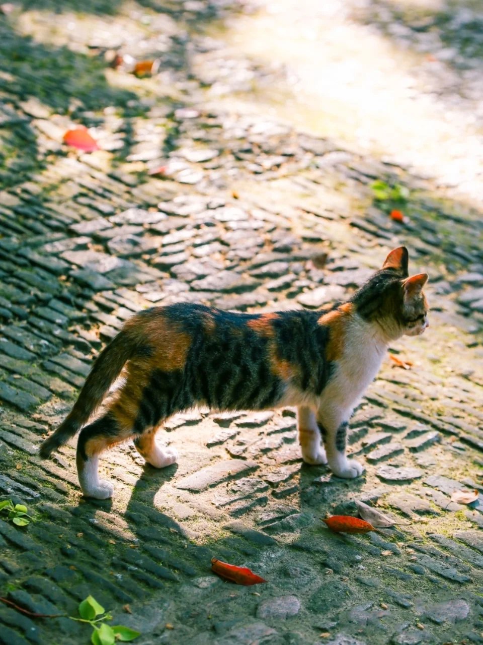 西园寺里温柔的像个小孩子的猫咪图片