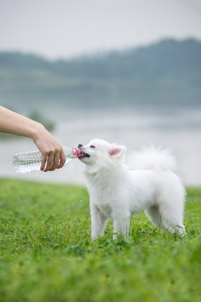 草地里白净可爱的博美犬图片