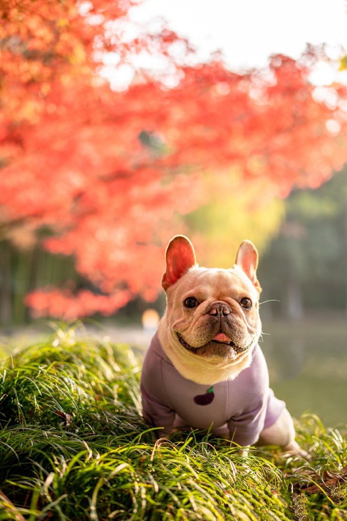 一组乖巧的斗牛犬外景写真图片