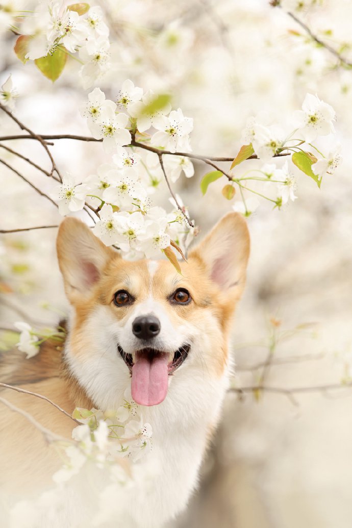 春日梨花樹下的柯基犬攝影圖片