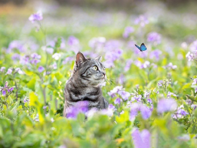 紫色花海里的猫咪唯美写真图片