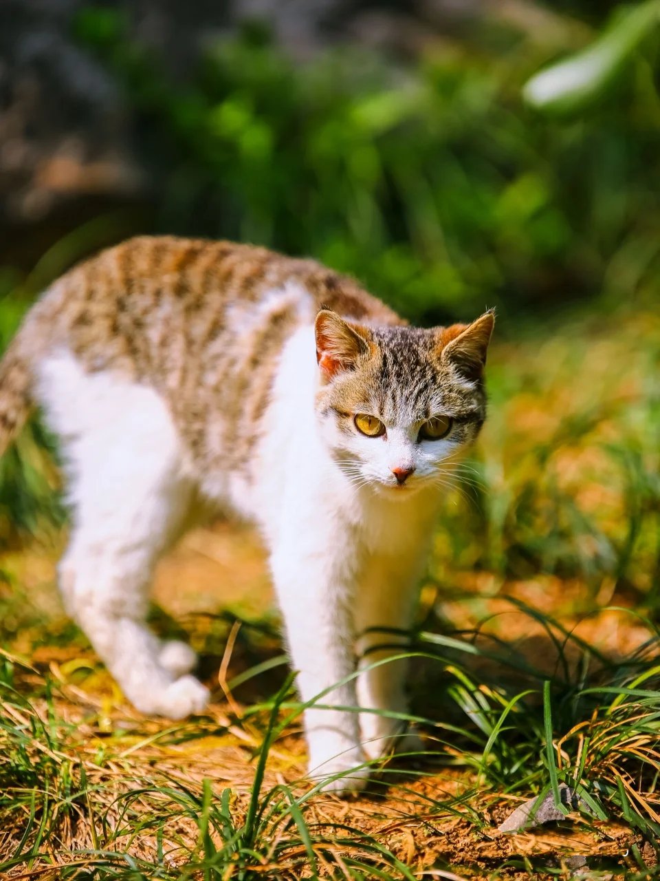 盛夏阳光下野外惬意云游的猫咪图片