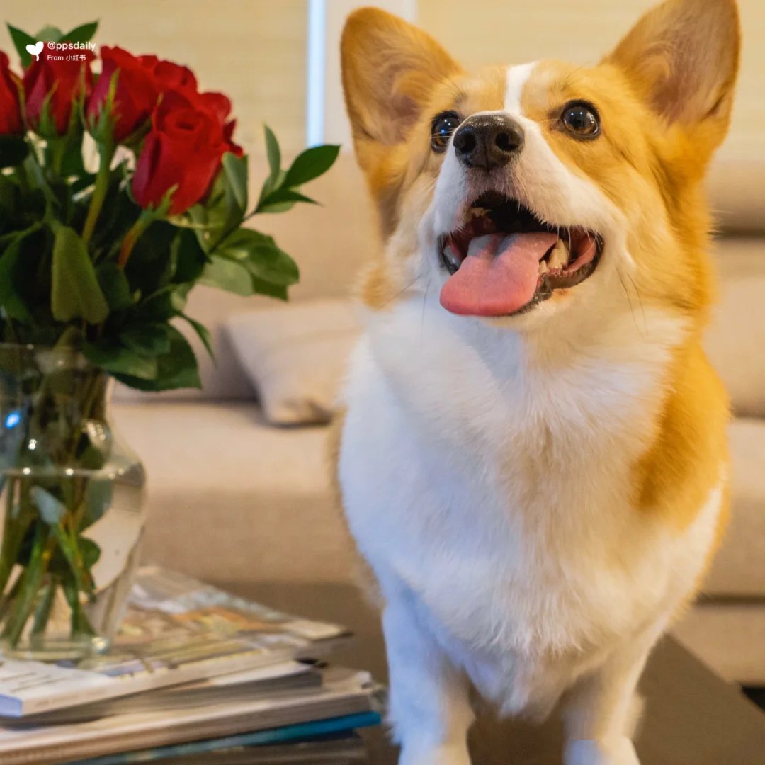 玫瑰花与柯基犬超配哦