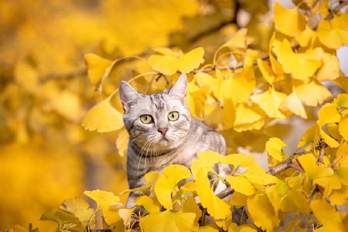 一组模样俊俏的美国短毛猫图片