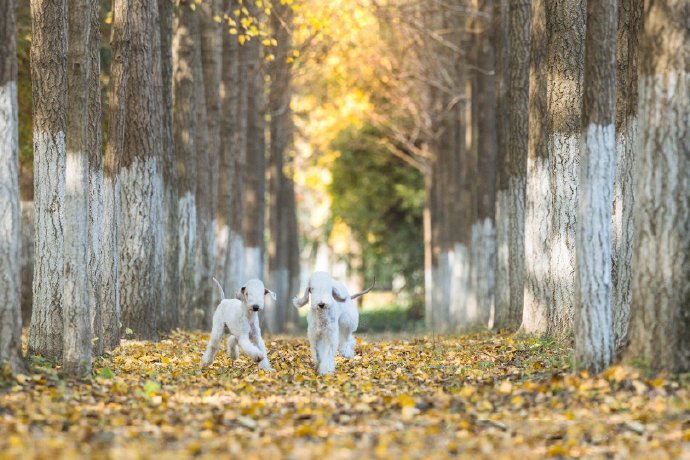 在银杏林中嬉戏追逐的贝灵顿犬