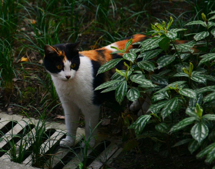 一组野外机警的猫咪图片