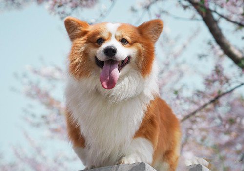 精选一组可爱的柯基犬高清图片