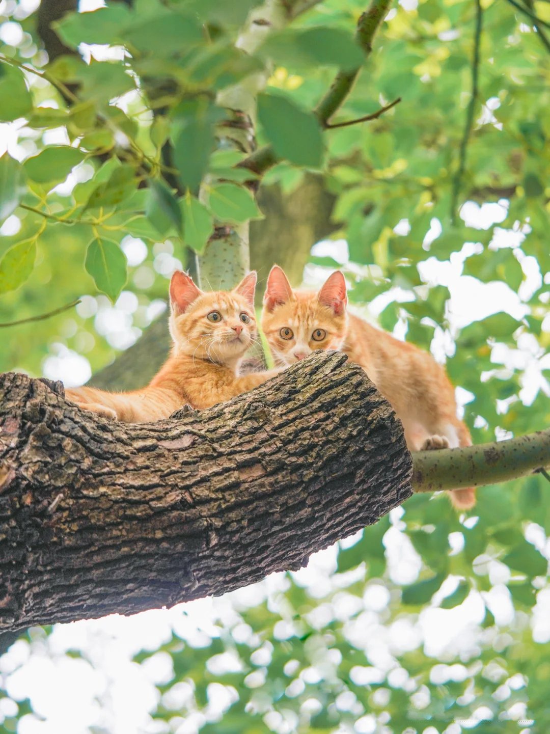 成双成对出现在视野里的萌萌猫咪图片