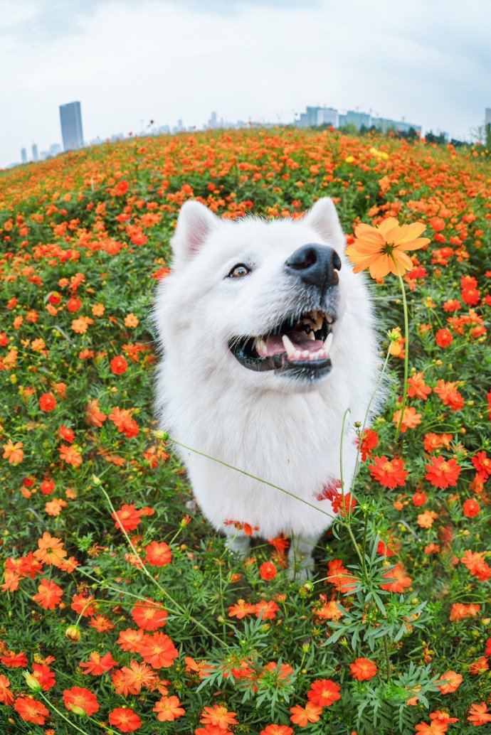 白色萨摩耶的浪漫花海写真