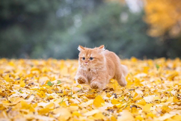 蹦蹦跳跳的拿破仑矮脚猫图片