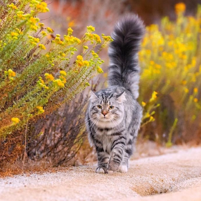 长毛猫猫和秋天很搭