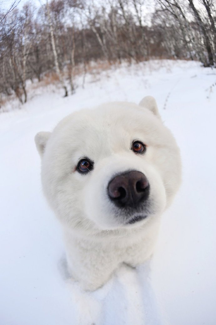 雪地里超美的狗狗图片欣赏