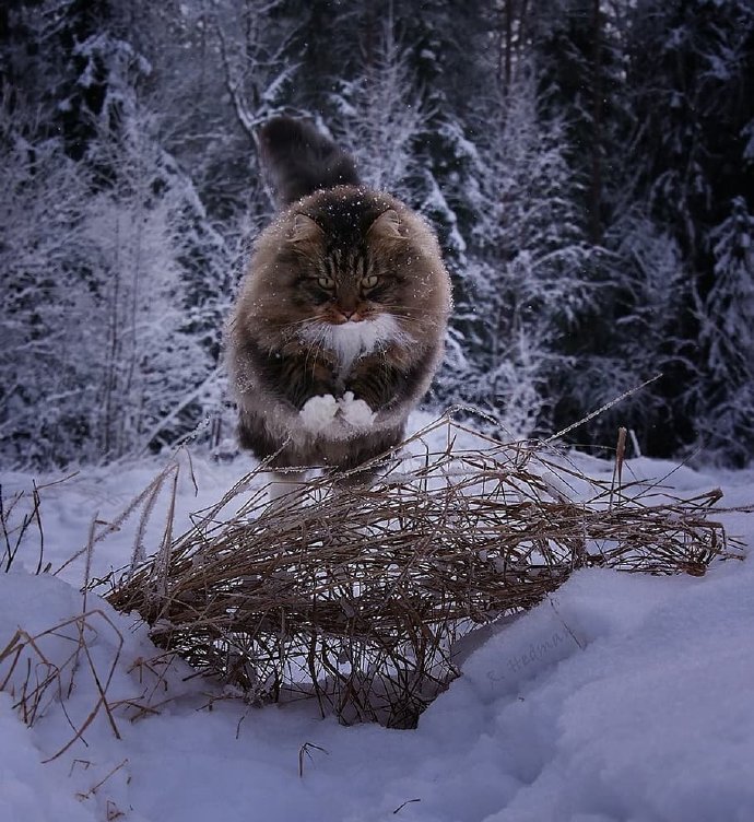 在雪地里飞驰的西伯利亚森林猫图片