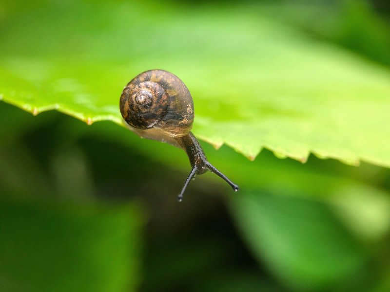 蜗牛妈妈带小蜗牛旅行世界的图片