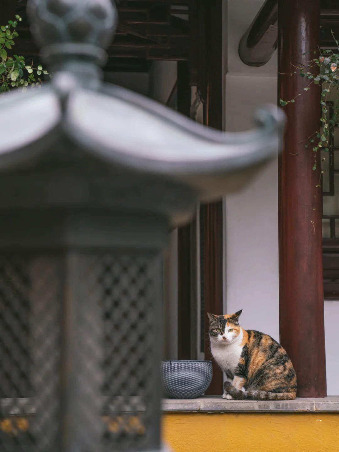 寺庙中宁静具有佛性的三花猫丢丢图片