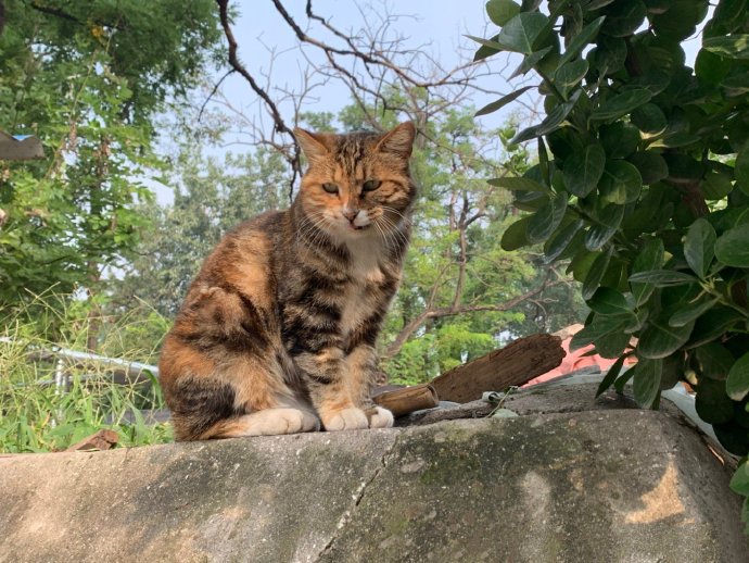 一群在花园里玩耍的猫咪图片