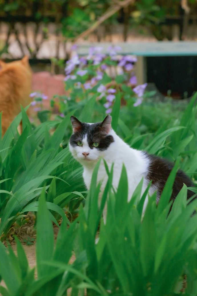 一场属于猫咪的春季快乐游园会