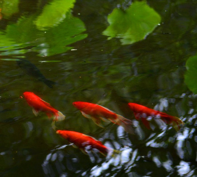 碧荷水中映，红鱼叶上游