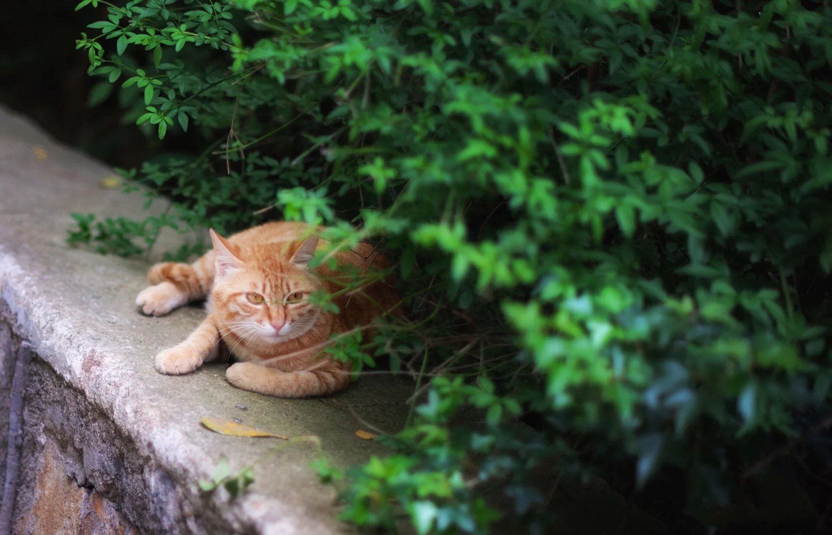 一组神态非常自然的猫咪随拍图片