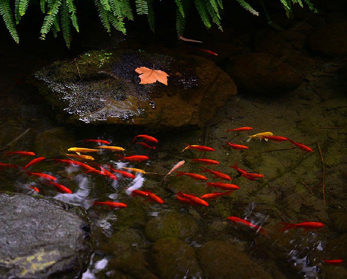 一組小溪游魚圖