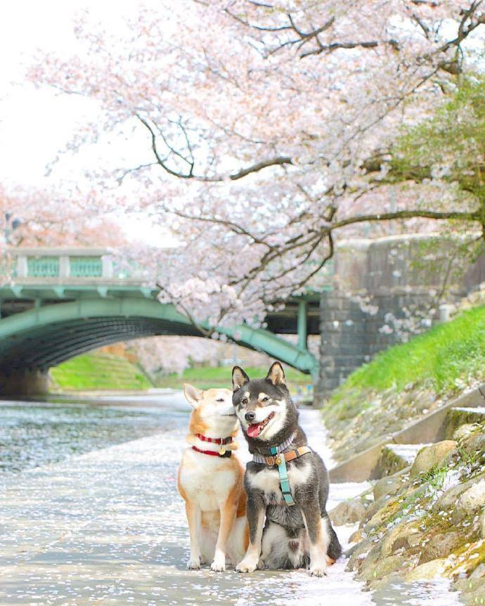 春日里的柴犬組合，太治愈了