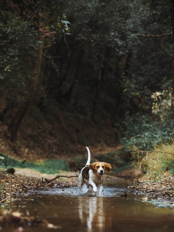 回归自然释放天性的比格犬图片