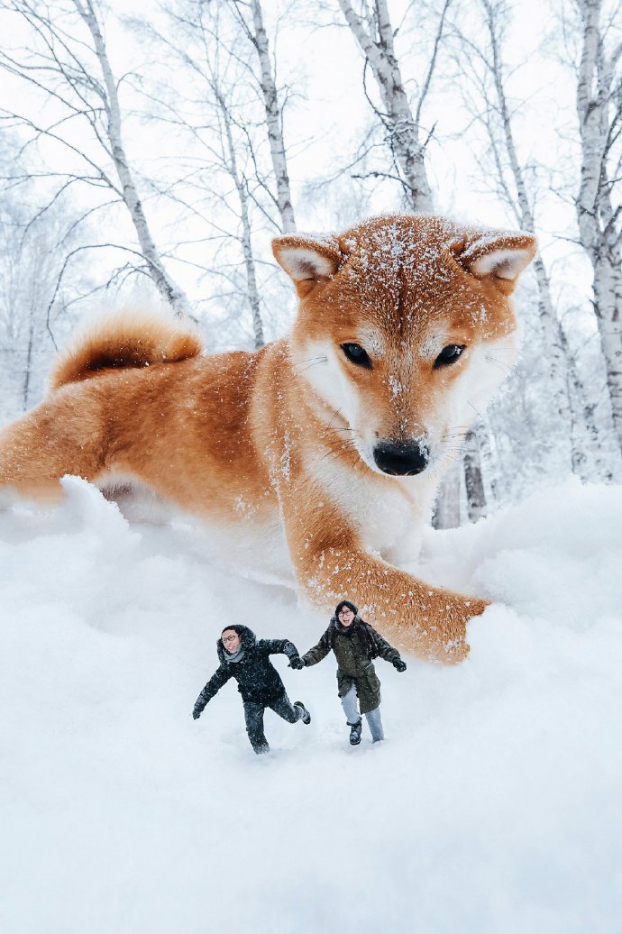 冬日雪景里的柴犬圖片