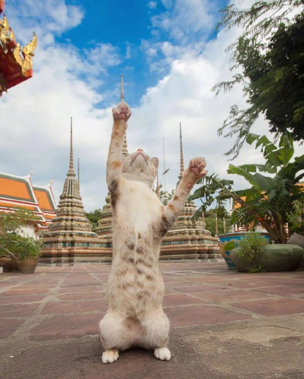 一组祈求上帝赐予快乐的猫咪图片