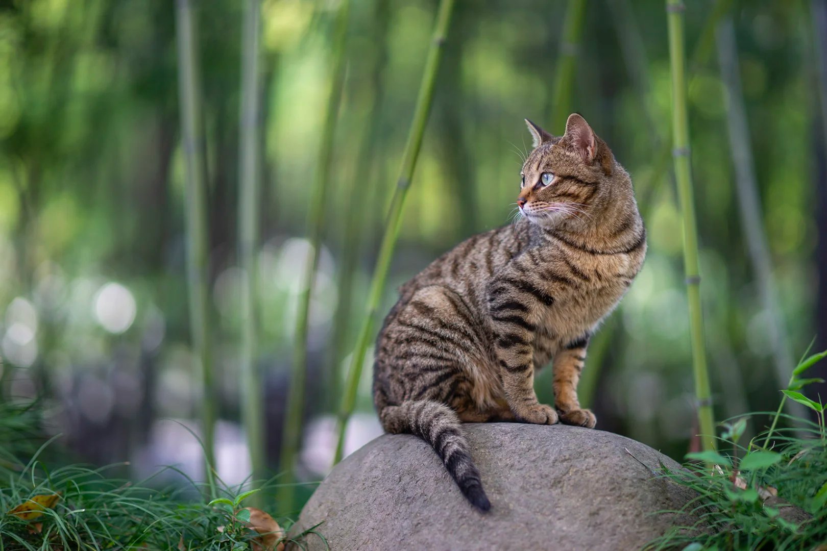 眼睛像银河一样美丽的圆眼狸花猫图片