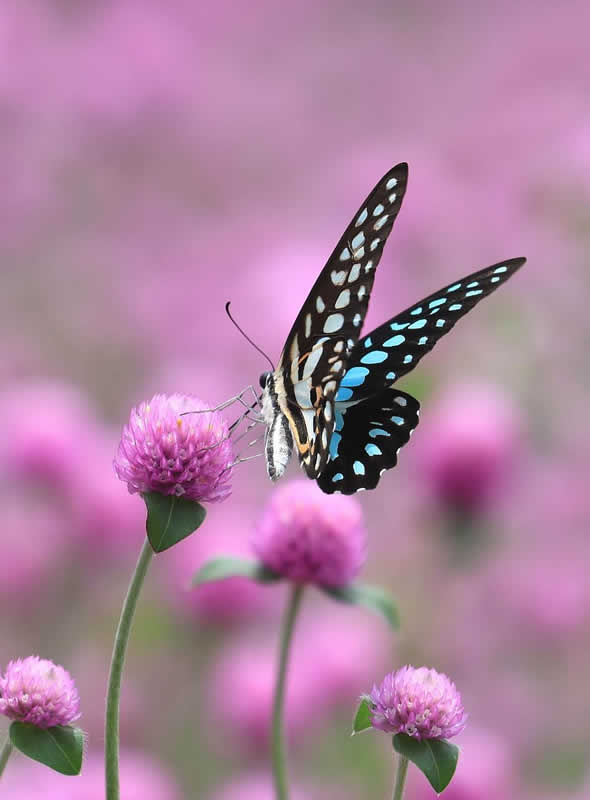 木兰青凤蝶游转与千日红花间