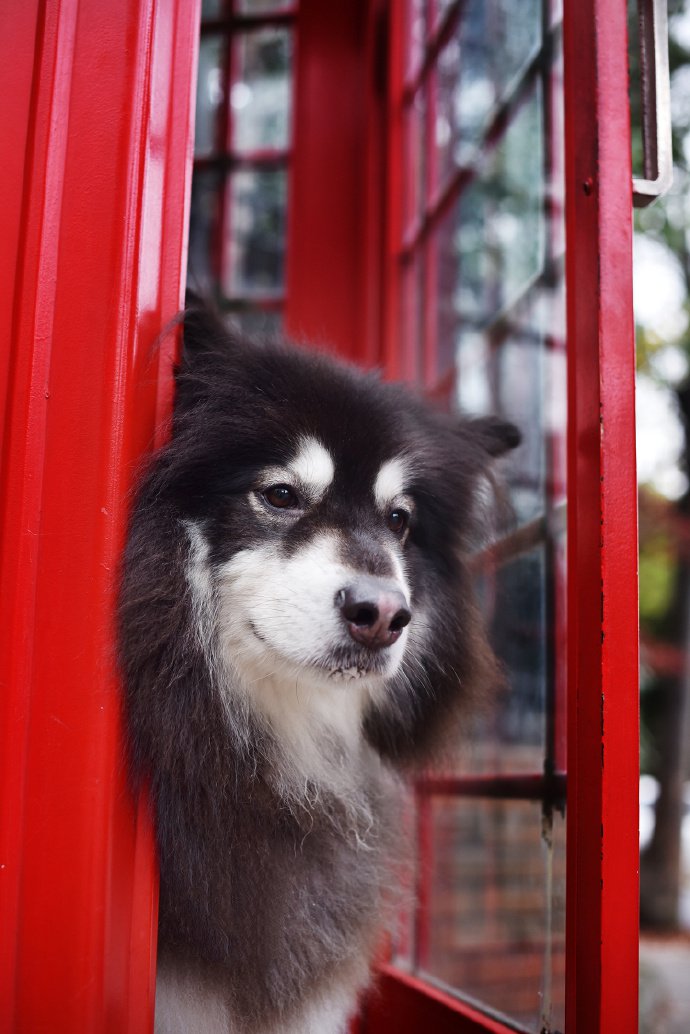 一組威風凜凜的阿拉斯加犬圖片