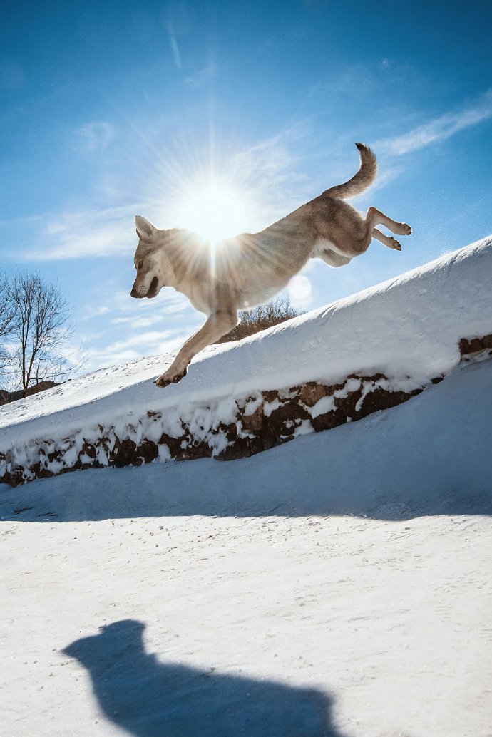 威风帅气的捷克狼犬图片