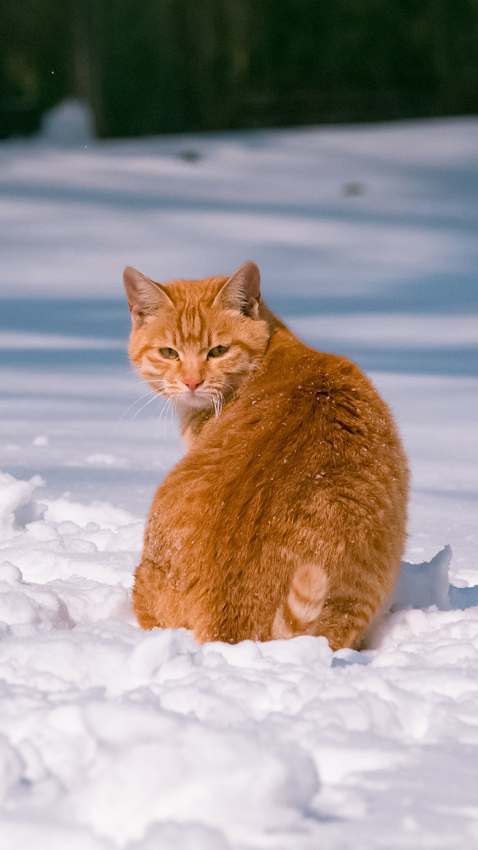 一组橘猫戏雪图片