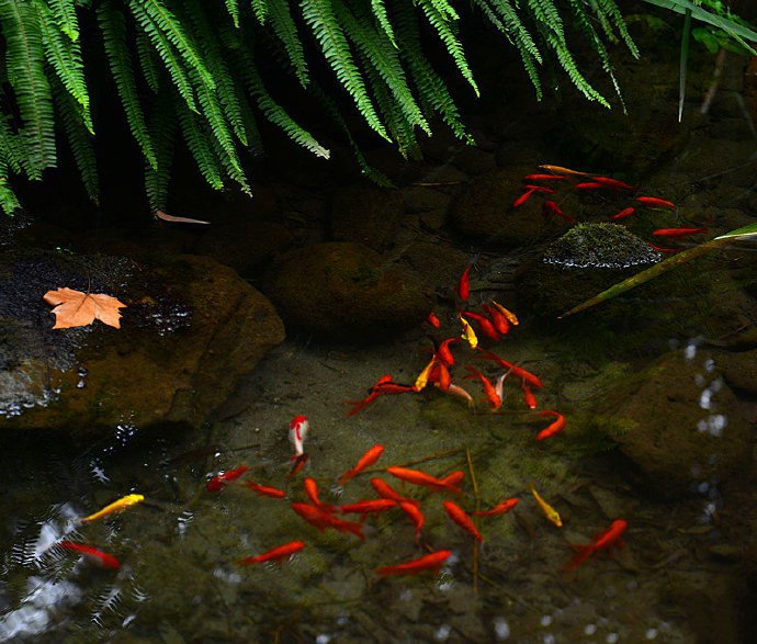 一組小溪游魚圖