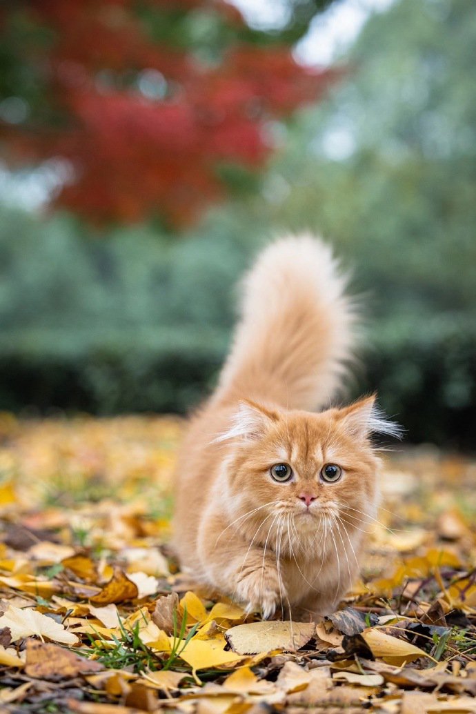 蹦蹦跳跳的拿破仑矮脚猫图片