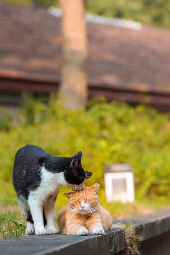 两只甜甜的猫咪图片