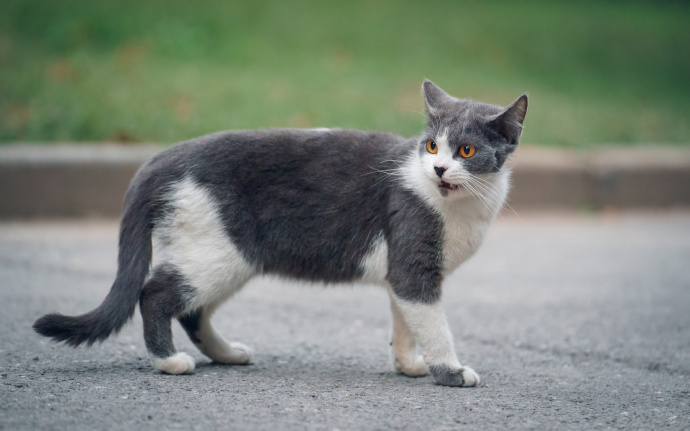 胆小警惕的野外猫咪