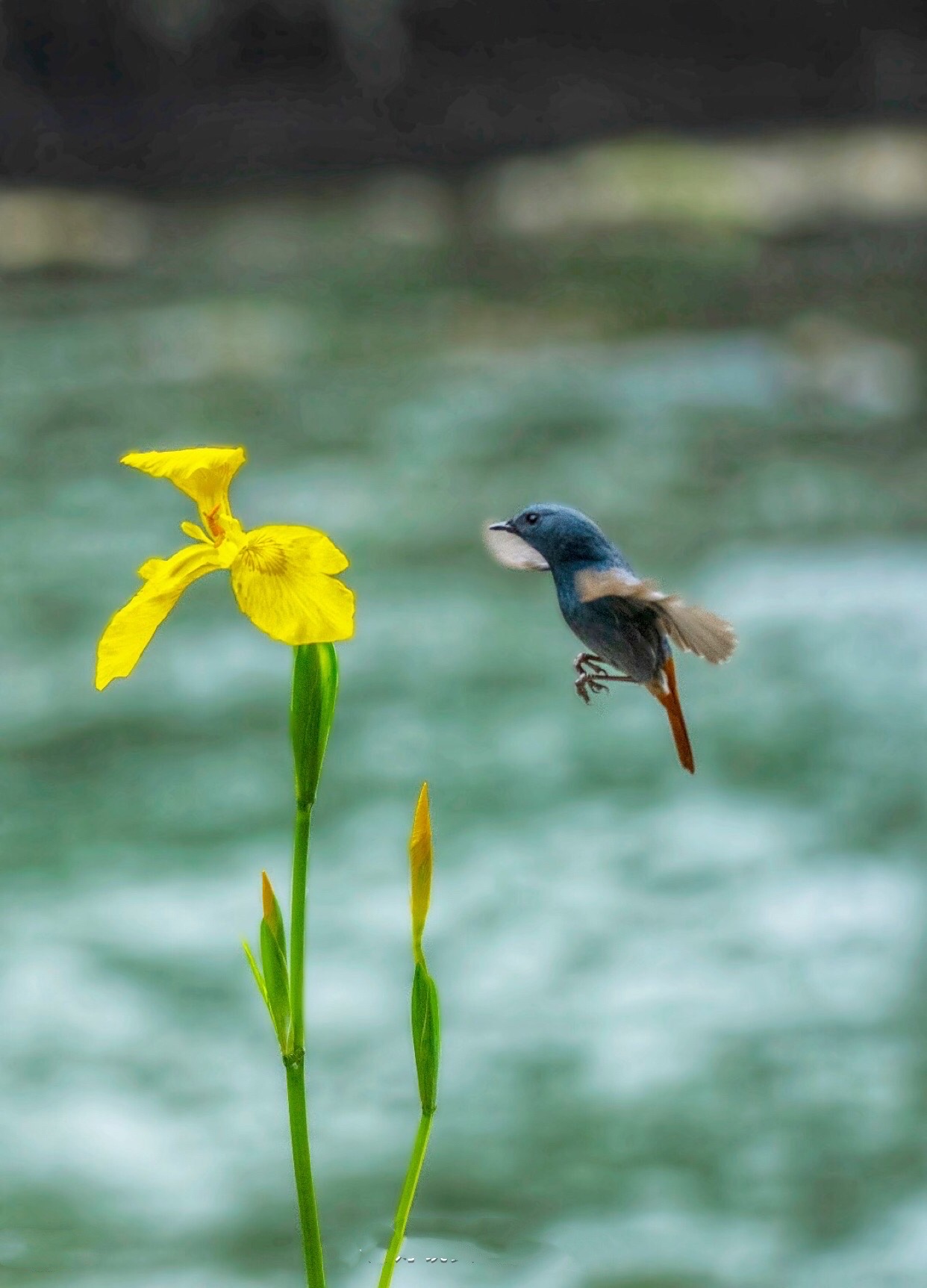 與花朵共舞的鳥兒圖片