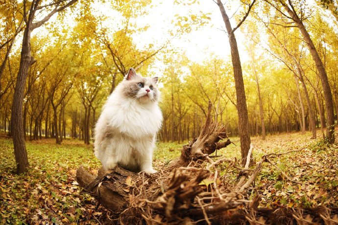 一组凶凶的布偶猫图片