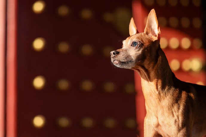 一组萌萌乖巧的小鹿犬摄影写真图片