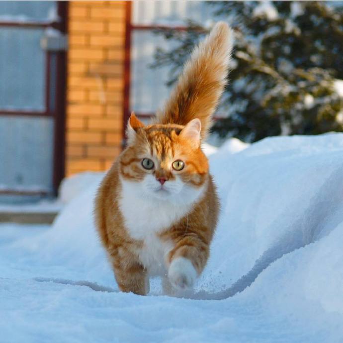 雪地里的神氣大橘