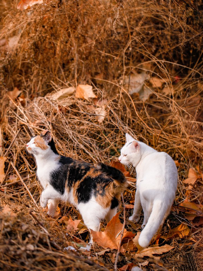 秋天草地上的猫咪图片